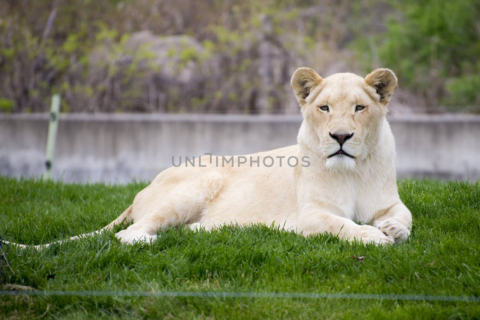 White lioness in toronto zoo by rgbspace