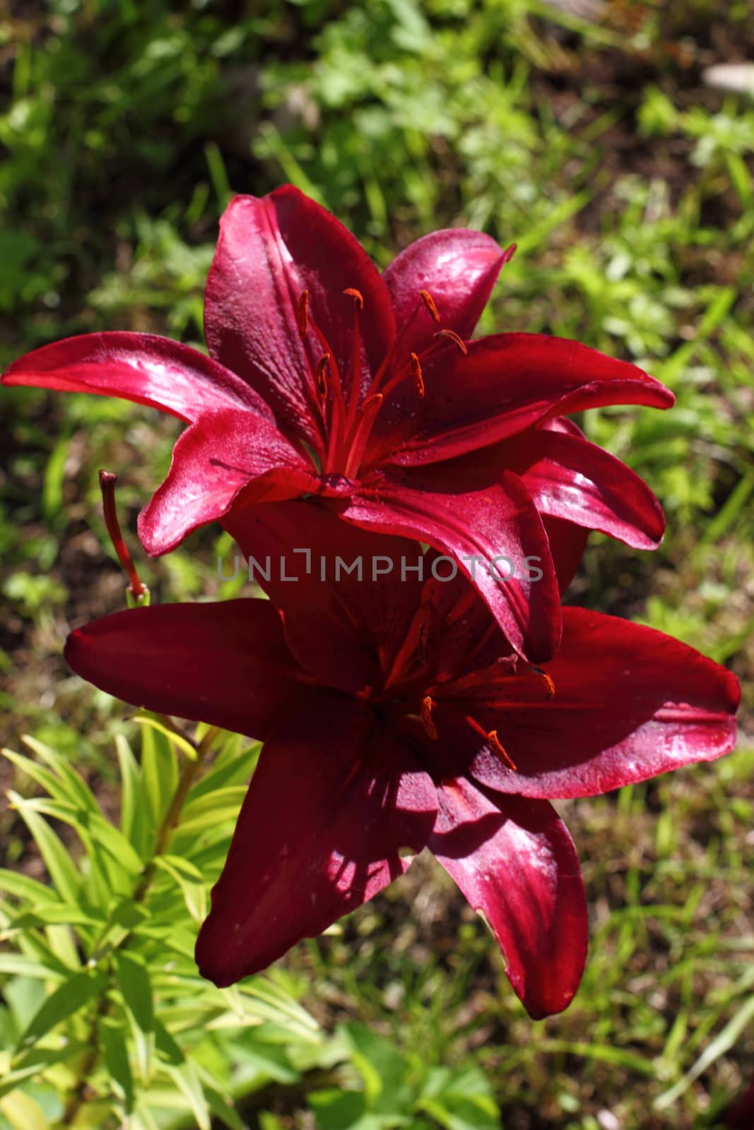  marsala lily in the garden in the Leningrad region