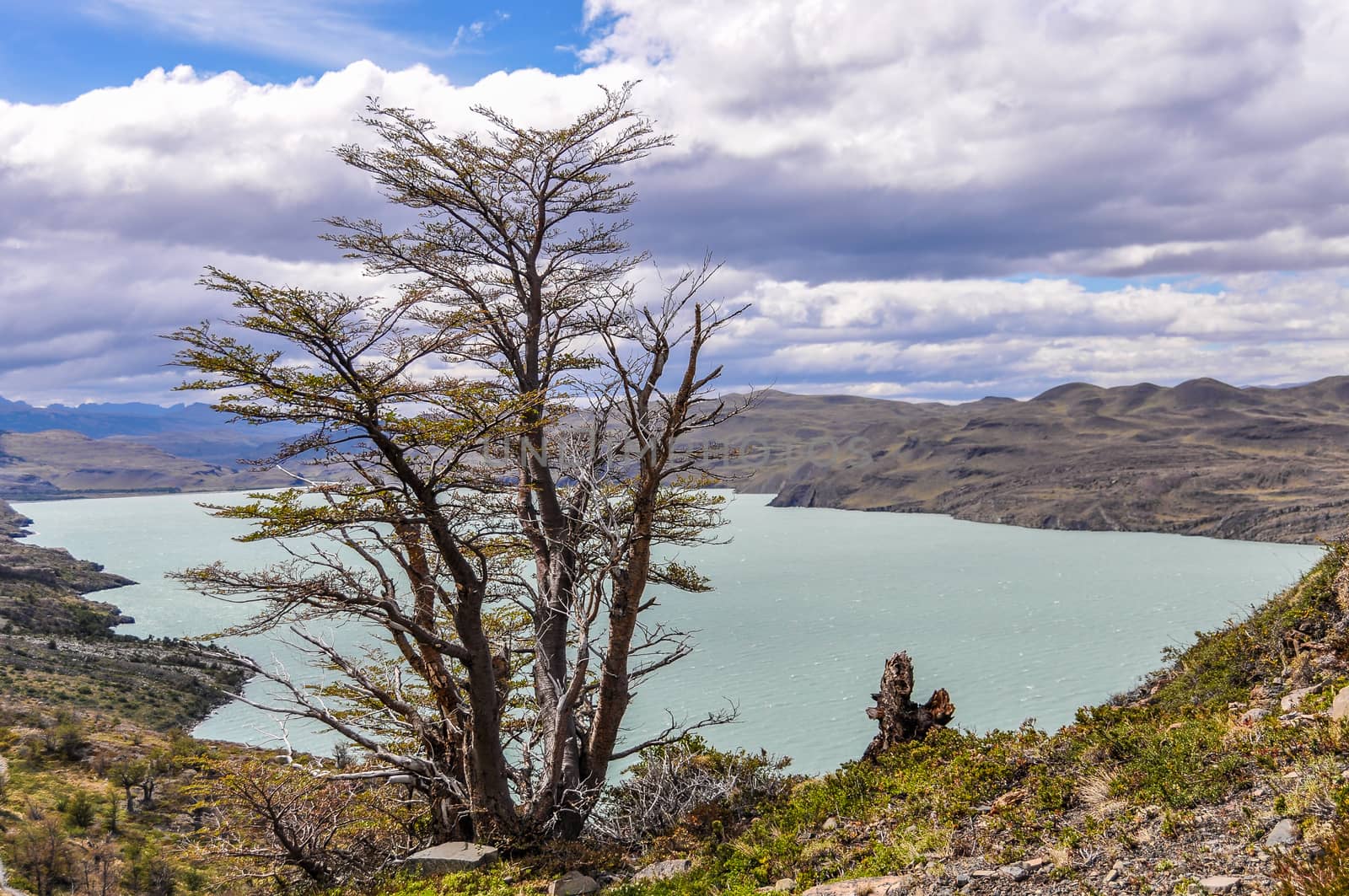 A tree in front of a huge lake in the Torres del Paine National Park, Patagonia, Chile