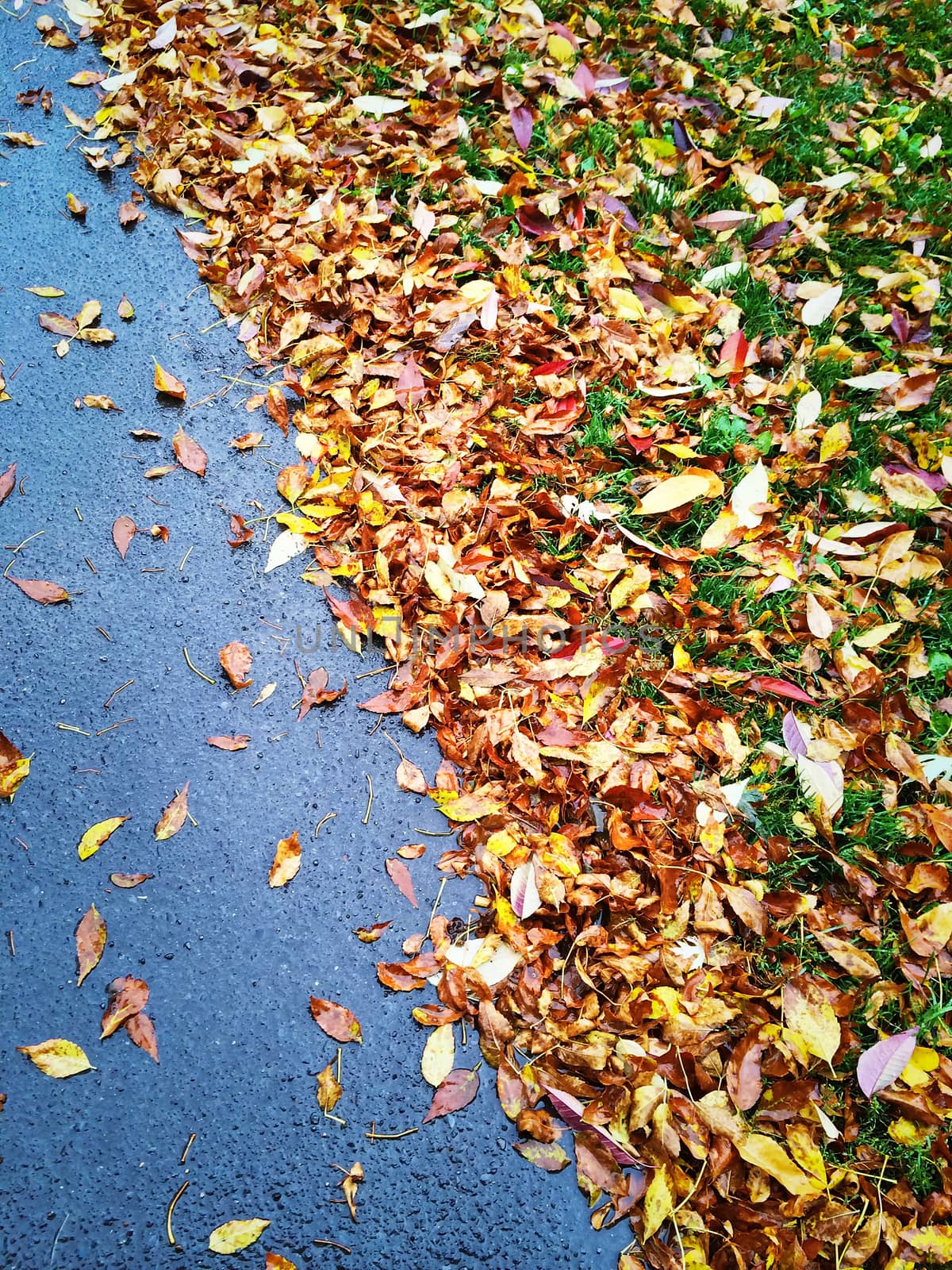 Colorful autumn leaves on asphalt background.