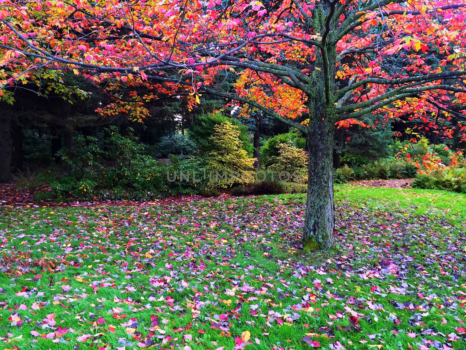 Vibrant autumn landscape with a maple tree. Quebec, Canada.