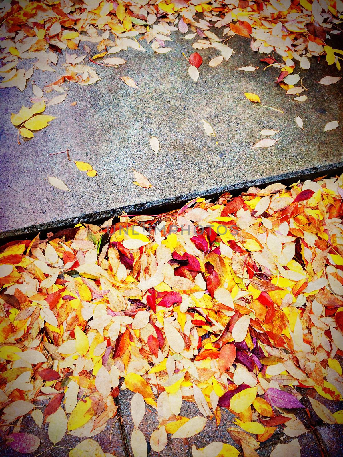 Bright orange leaves on stone steps. Autumn background.