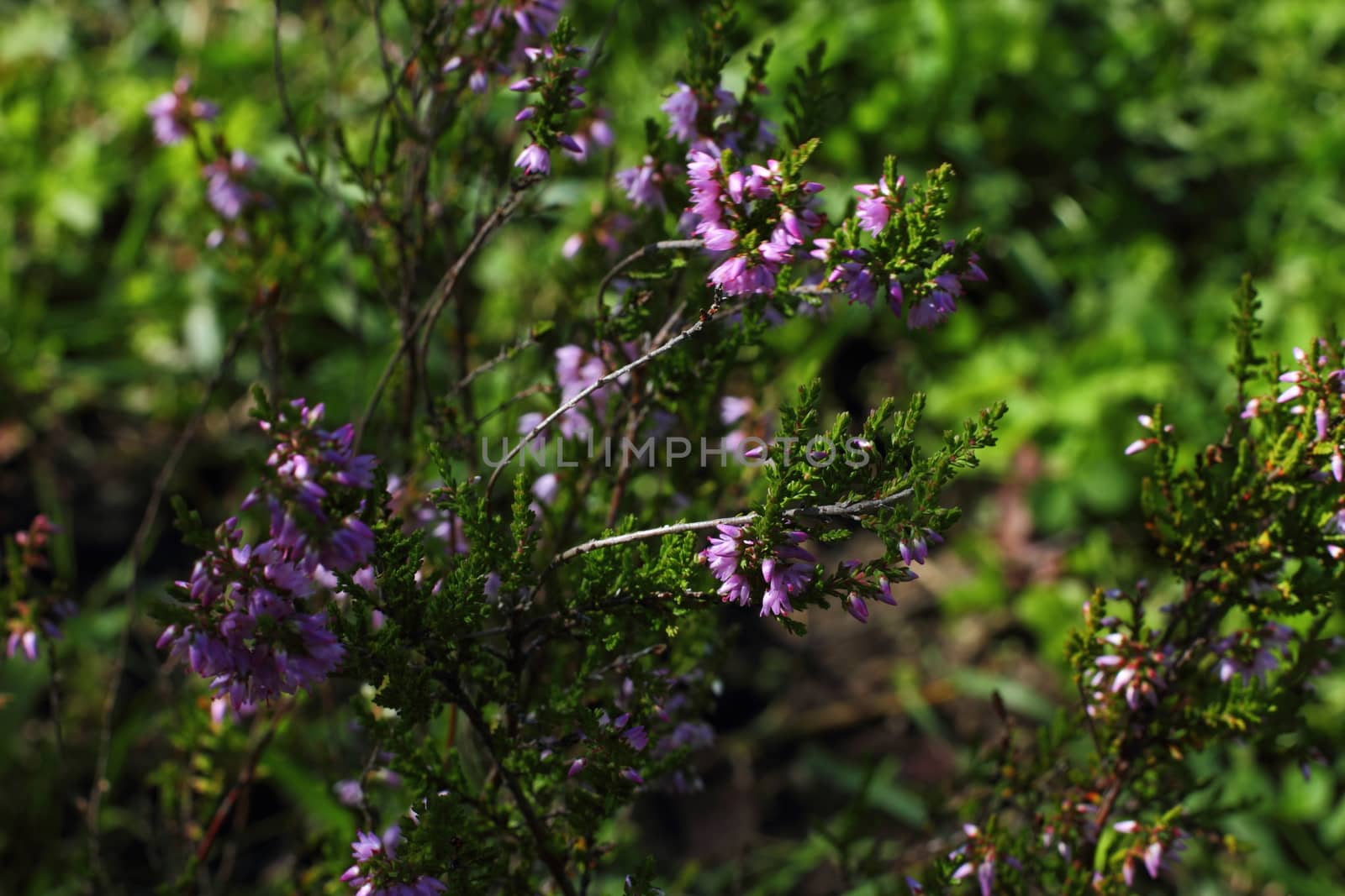 blooming purple heather in the Leningrad region