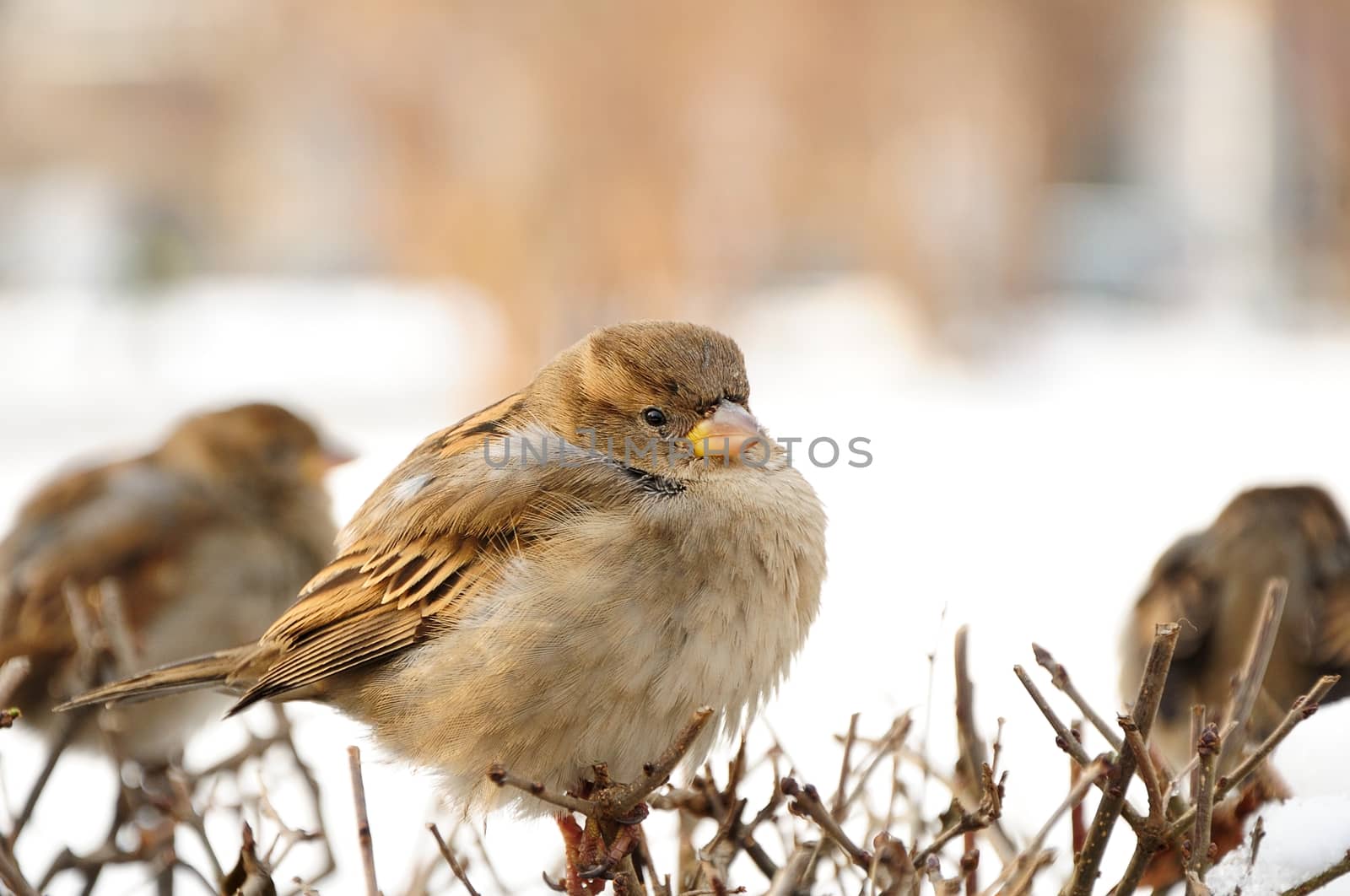 sparrow sitting on dry bush in winter