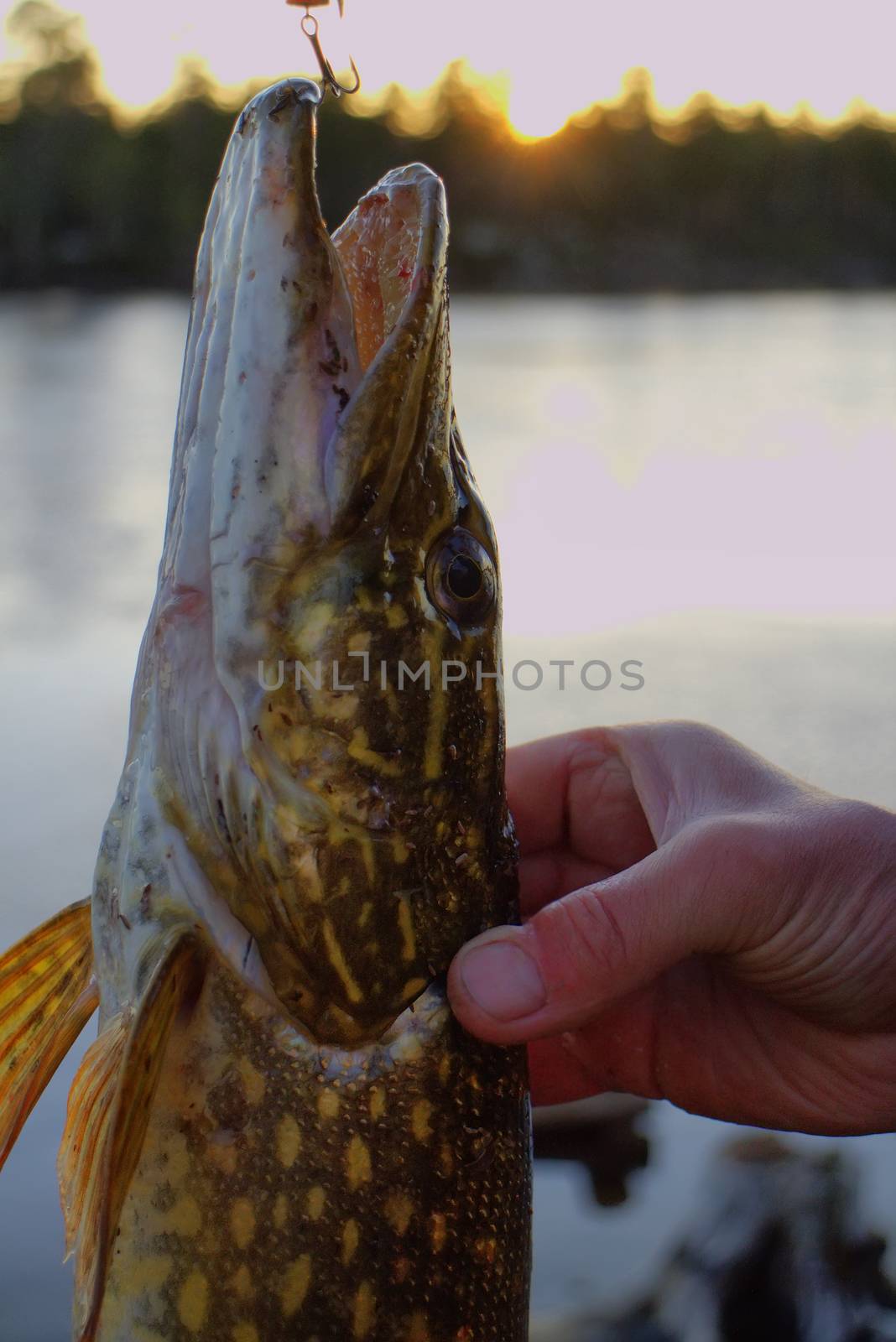 pike fishing big Northern fish by max51288