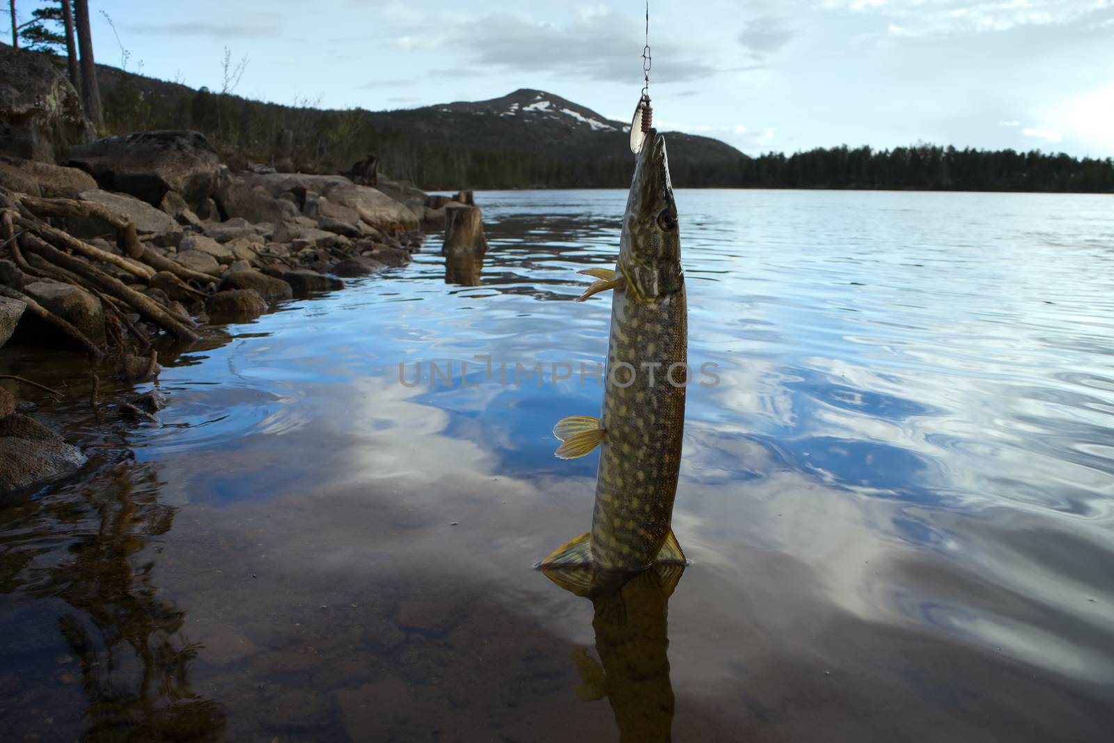 pike fishing Northern fish Scandinavia Finnmark