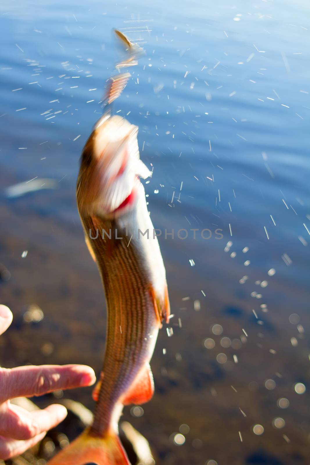 grayling fishing Northern fish by max51288