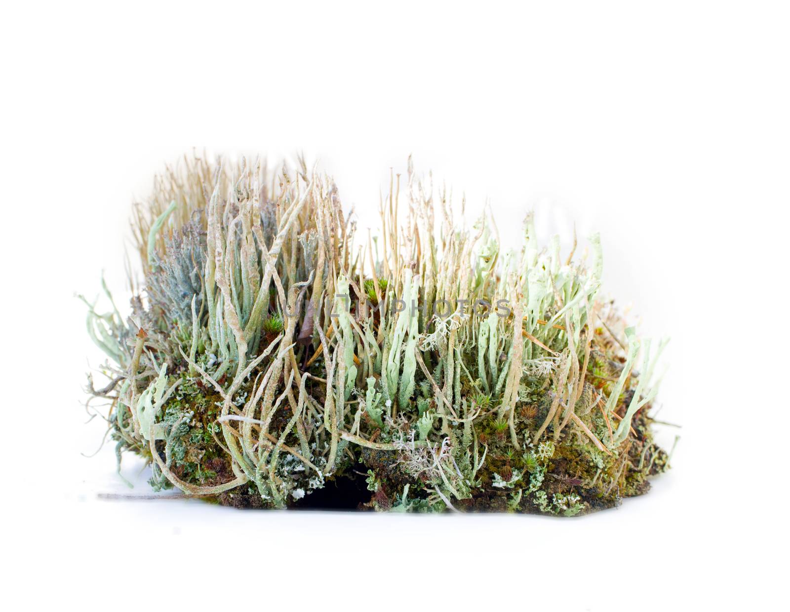natural moss decoration on white background by max51288