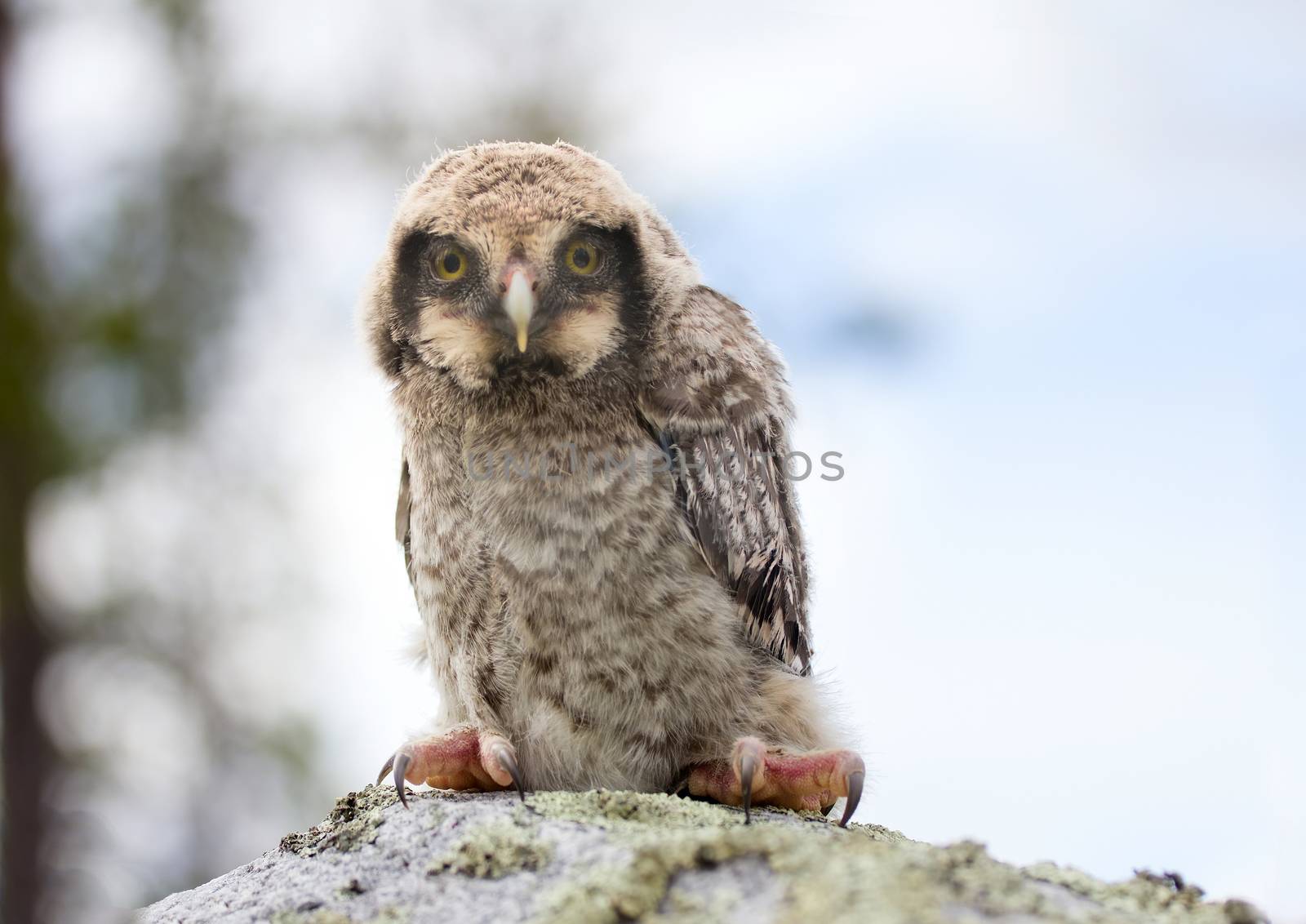 owl on stone in the forest by max51288