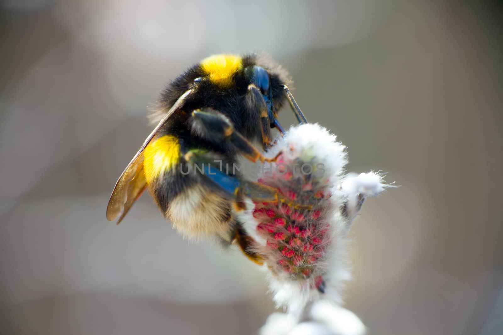 bumblebees on flowers fly for nectar