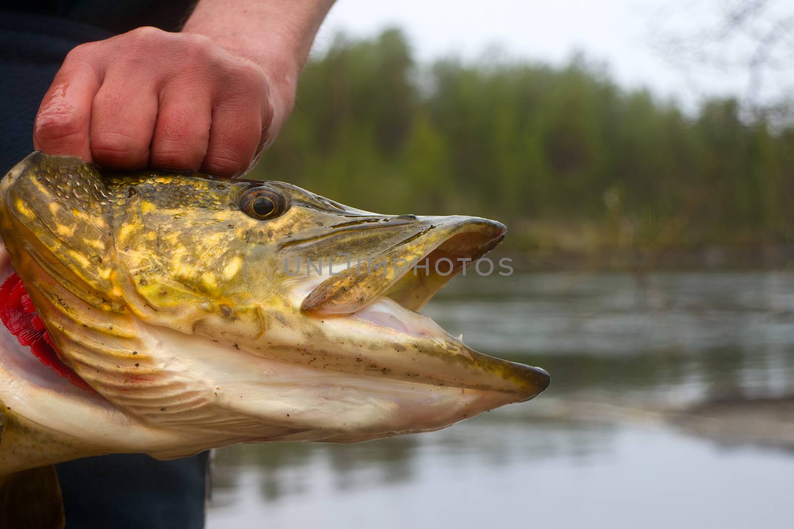 large pike in the shallows of rivers by max51288