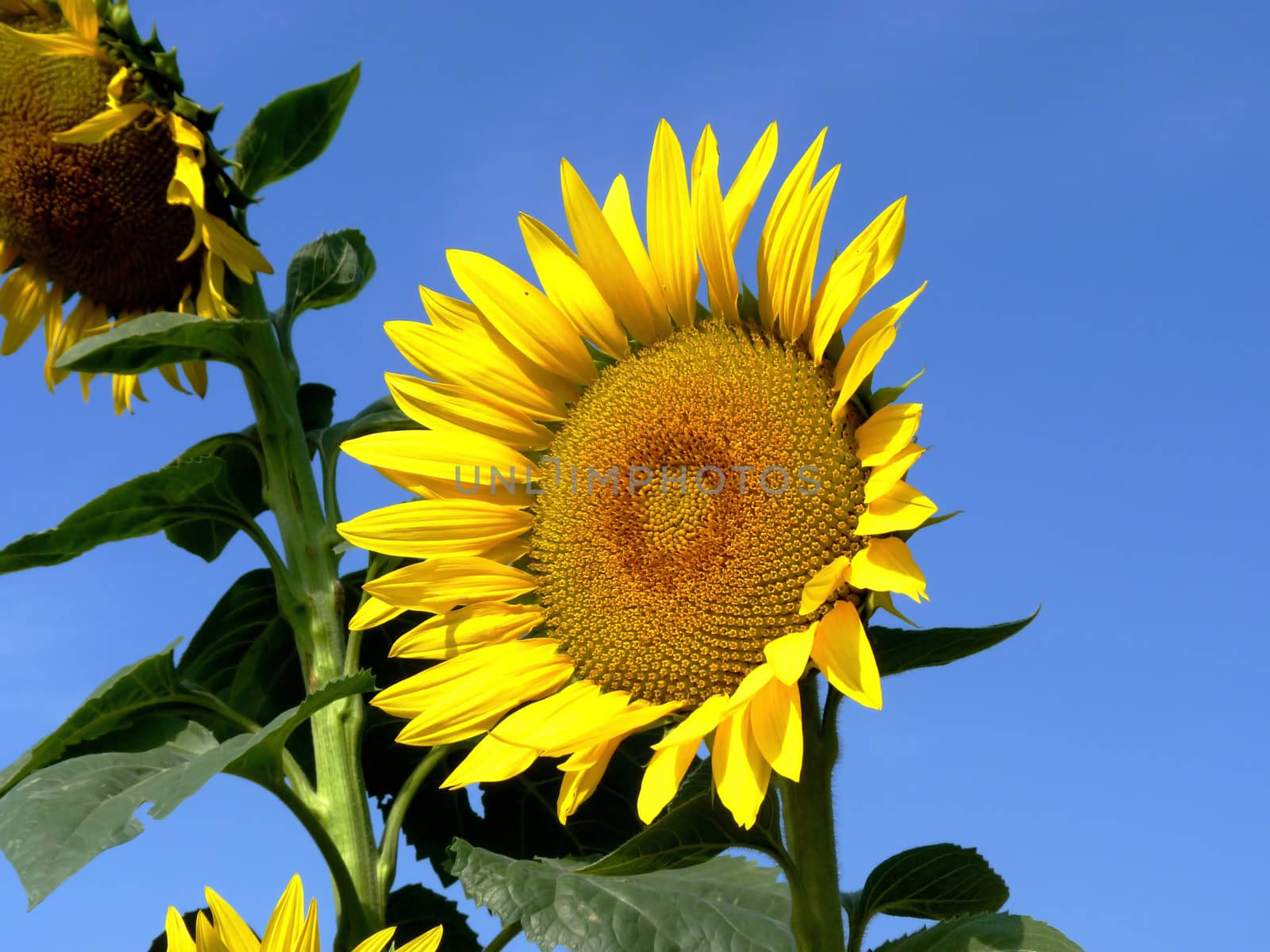 Sunflower by Vadimdem