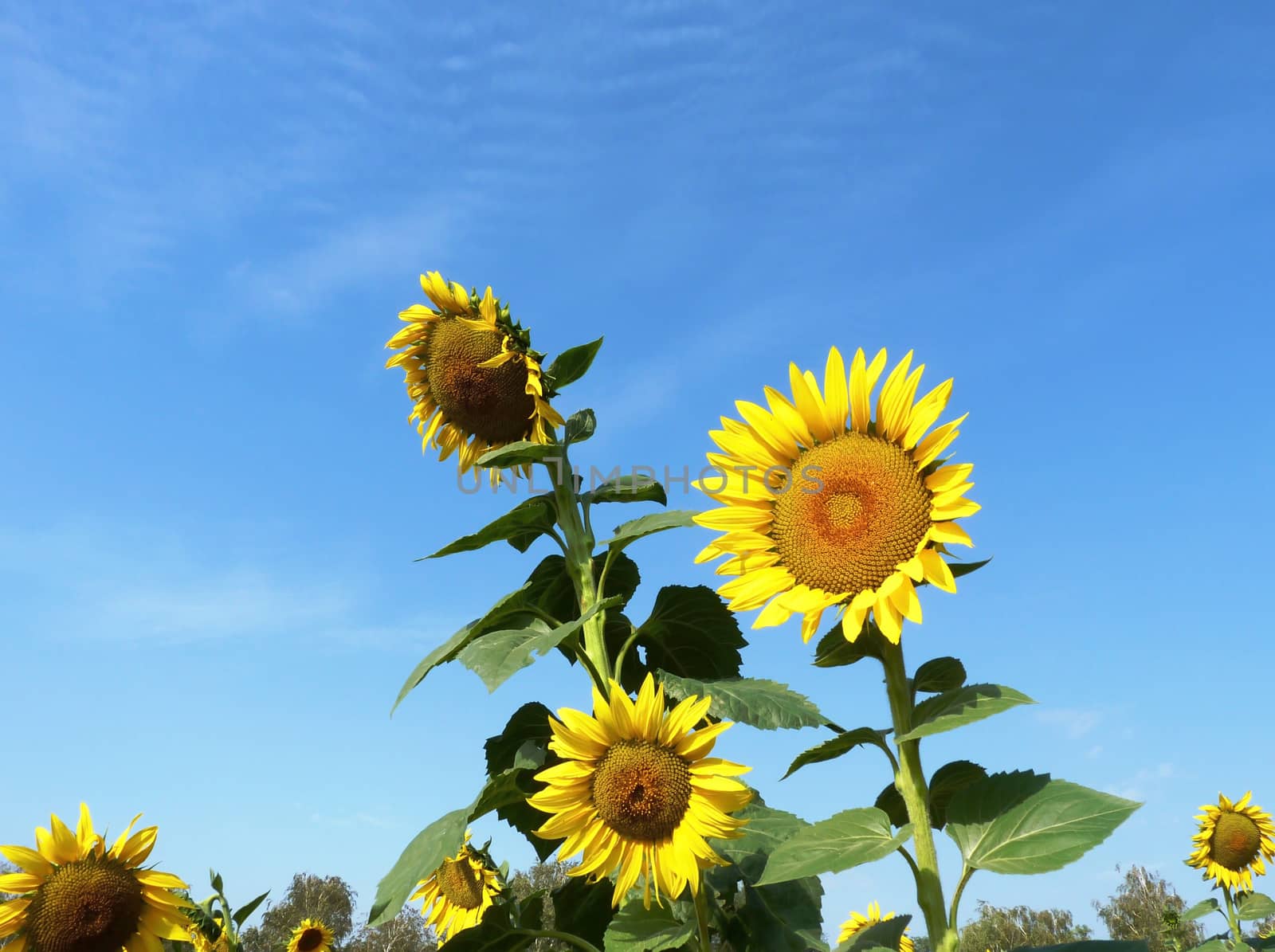 Sunflower in the field in the Rostov region in Russia
