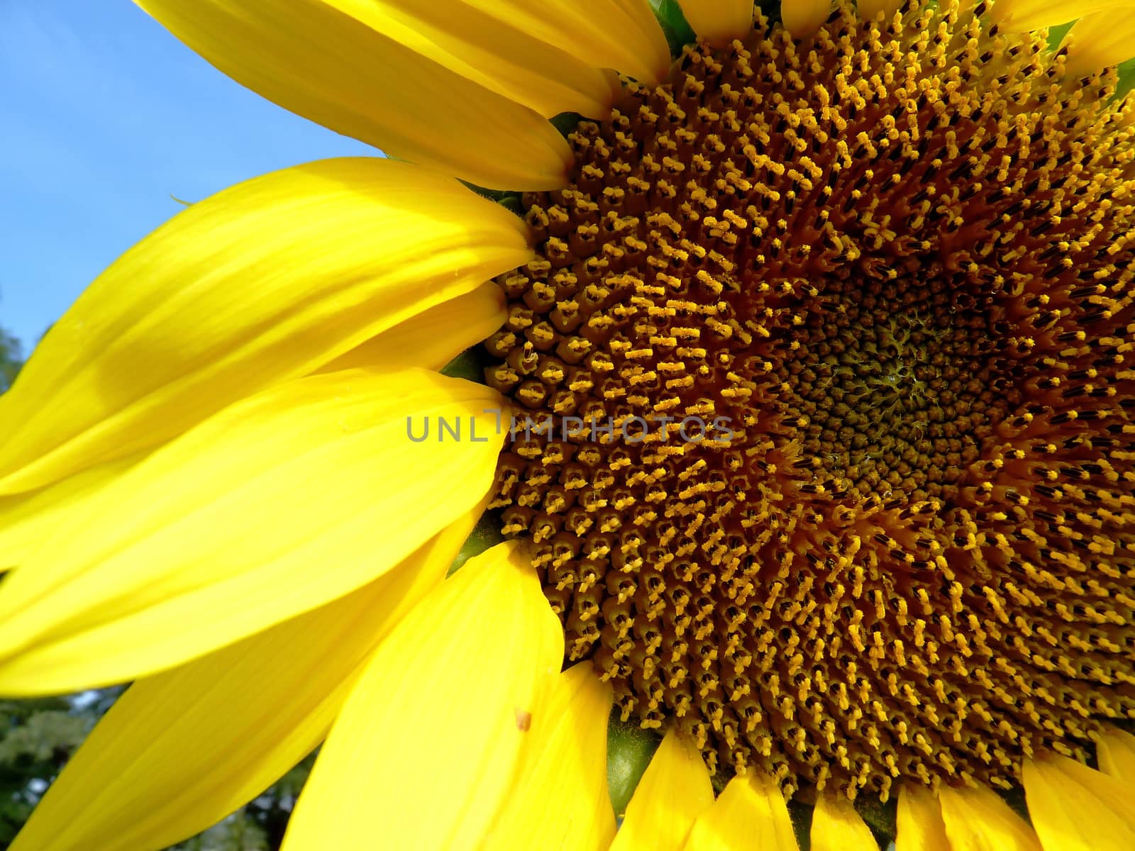 Sunflower in the field in the Rostov region in Russia