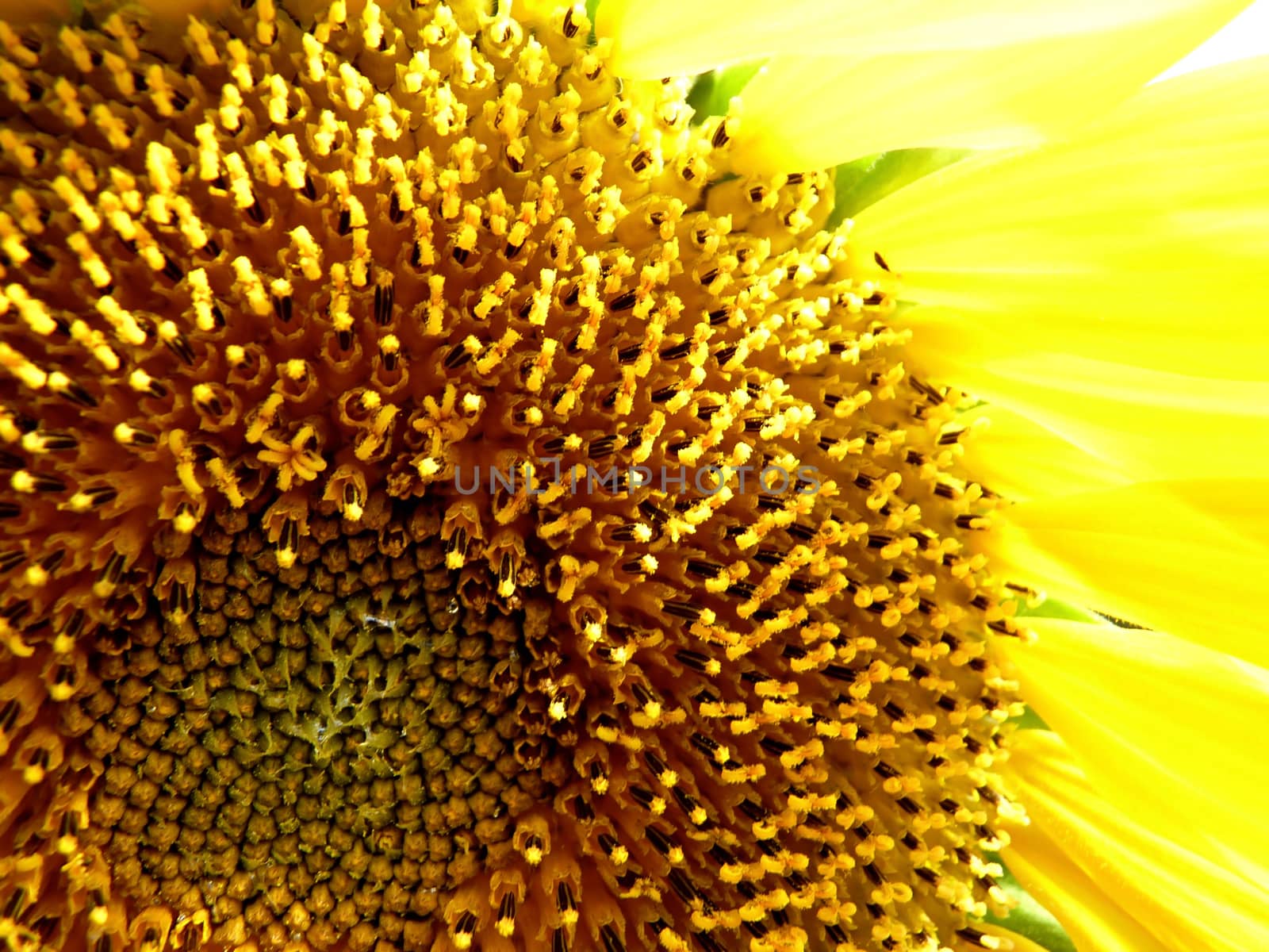 Sunflower core by Vadimdem