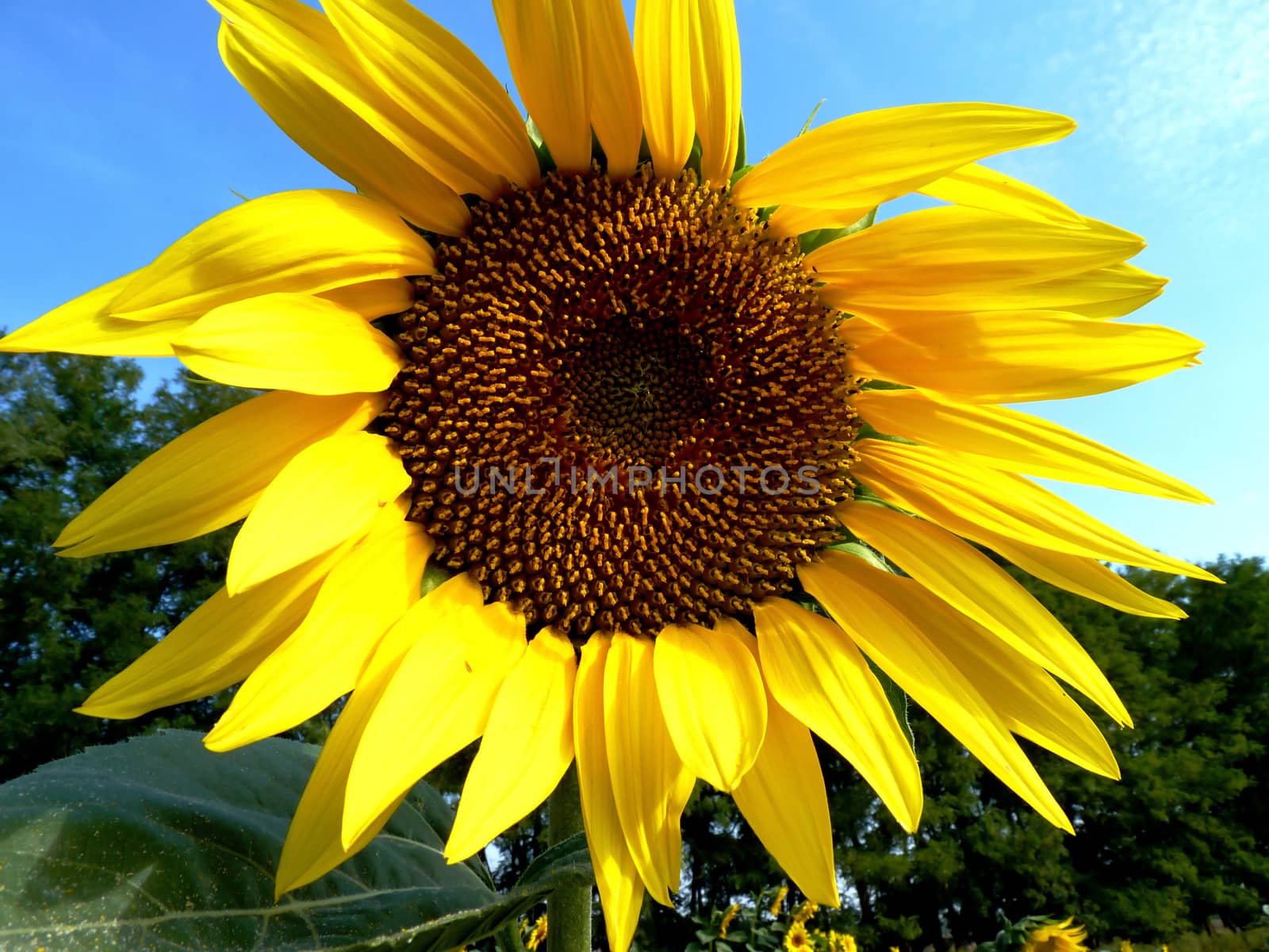 Sunflower by Vadimdem
