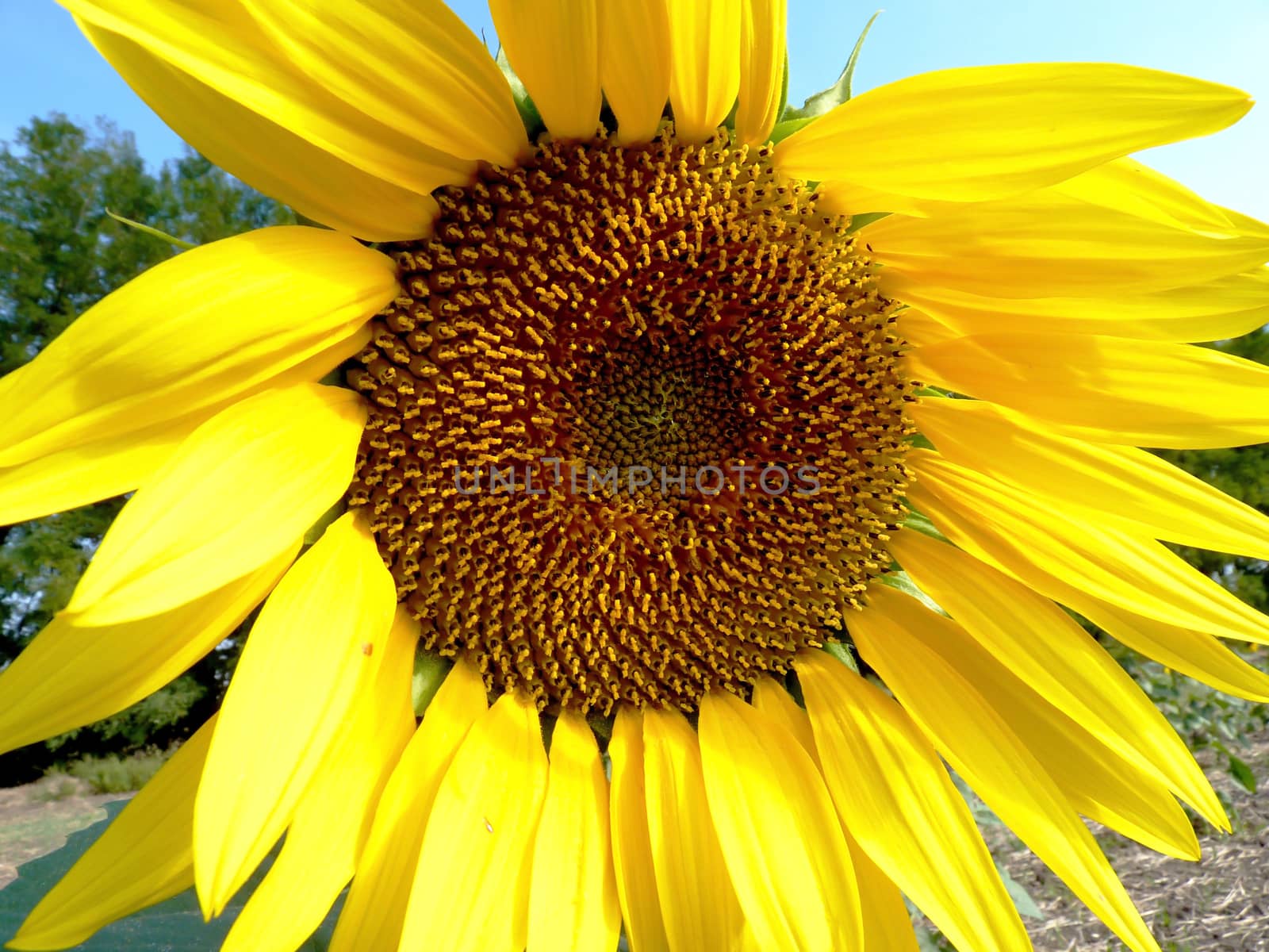 Sunflower core by Vadimdem