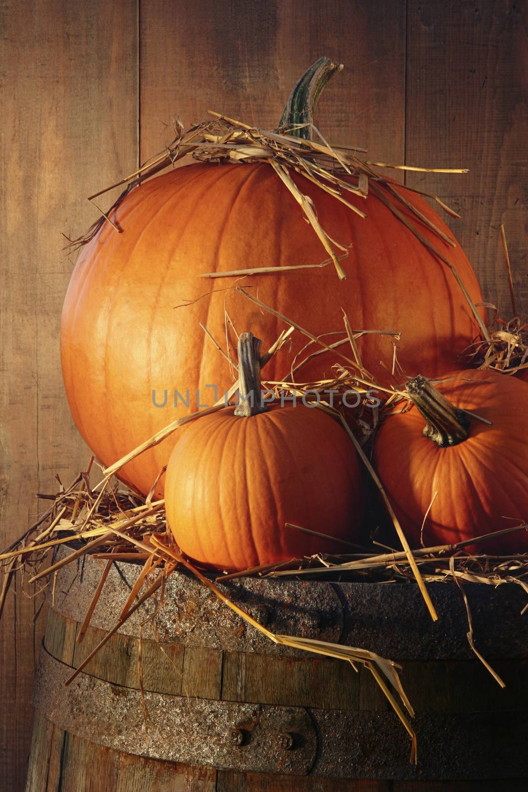 Rustic autumn still life with pumpkins on barrel