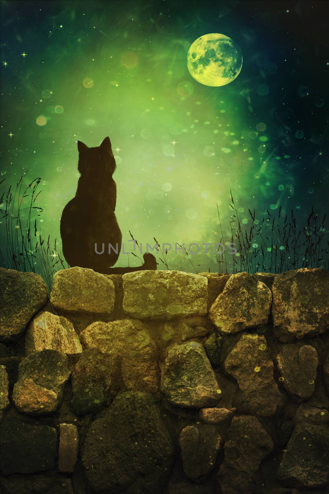 Black cat on rock wall Halloween night by Sandralise