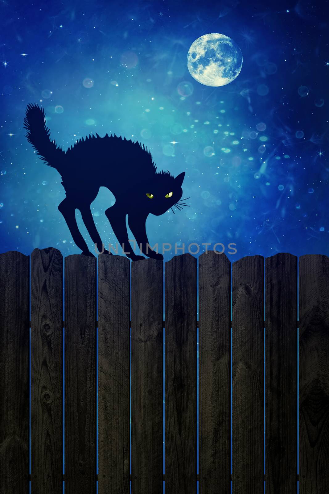 Black cat on wood fence at  night by Sandralise
