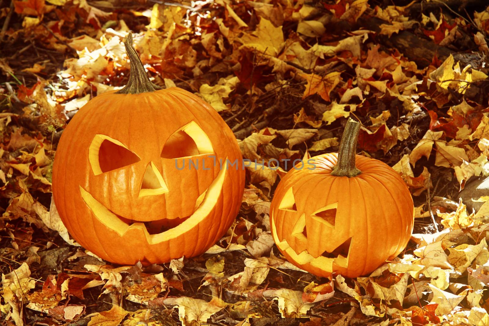 Close up of halloween pumpkins on leaves in the woods