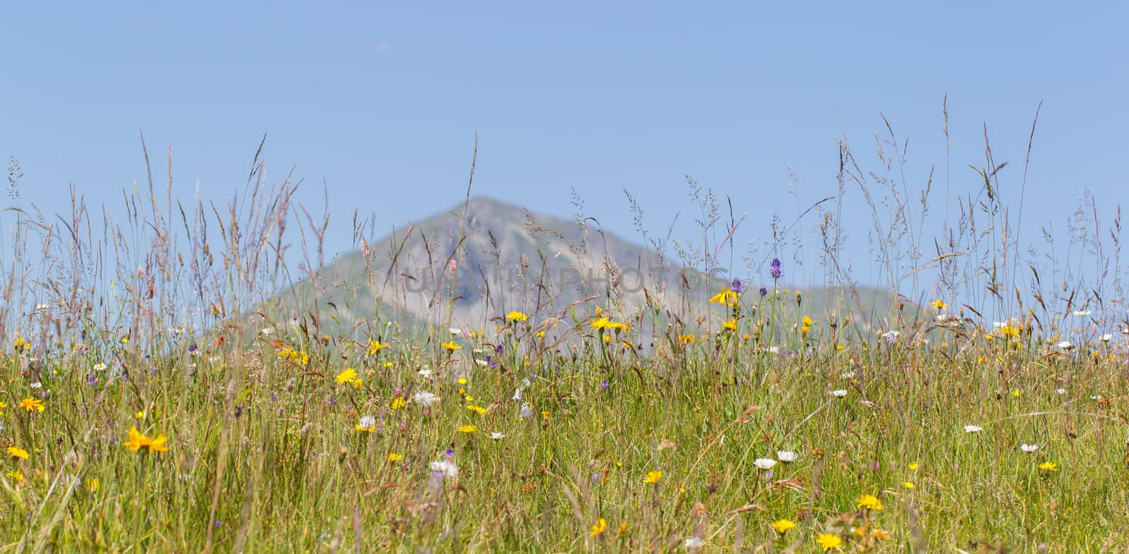 Typical view of the Swiss alps, flowers and mountains