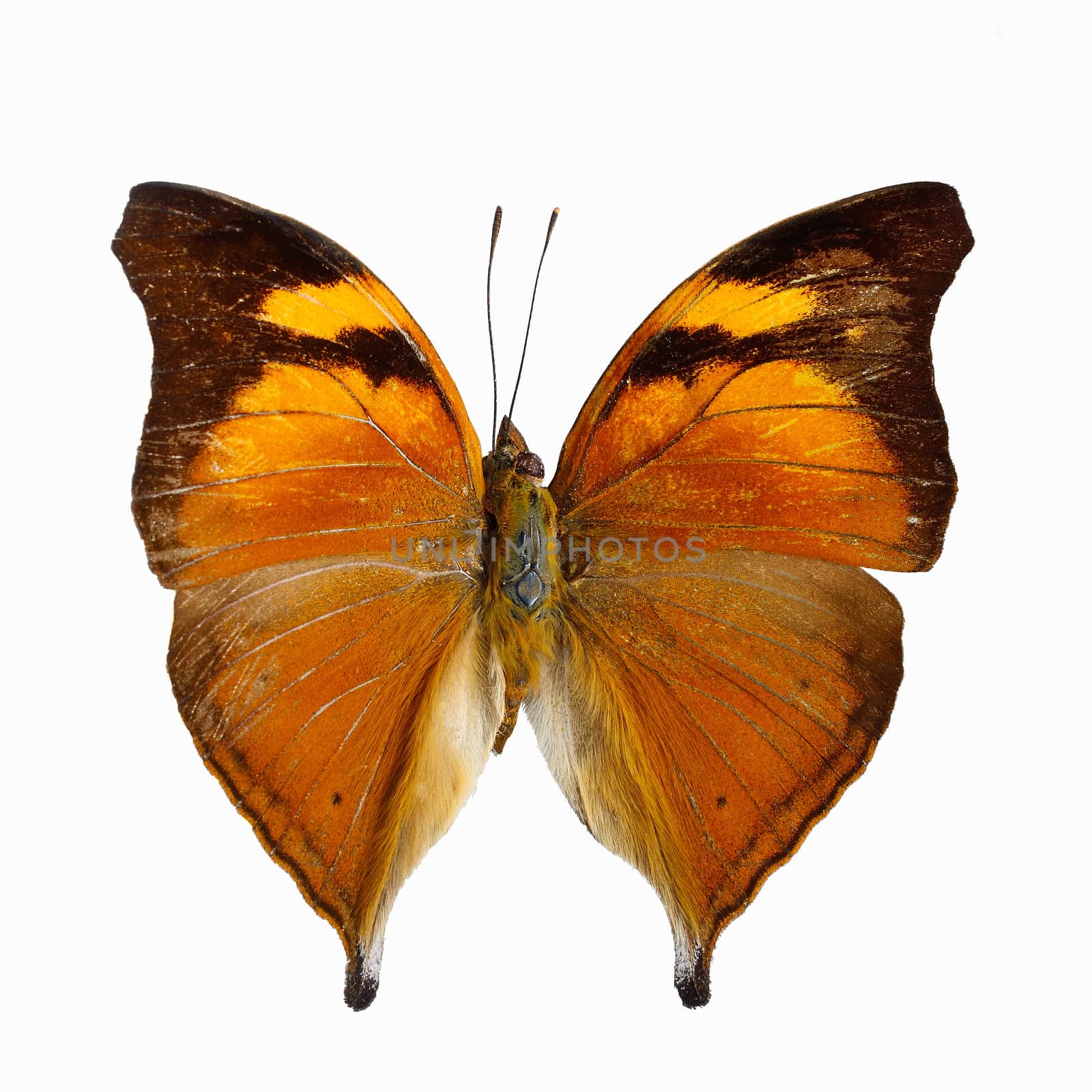 Orange butterfly, Autumn Leaf butterfly, Nymphalid butterfly (Doleschallia bisaltide), isolated on white background