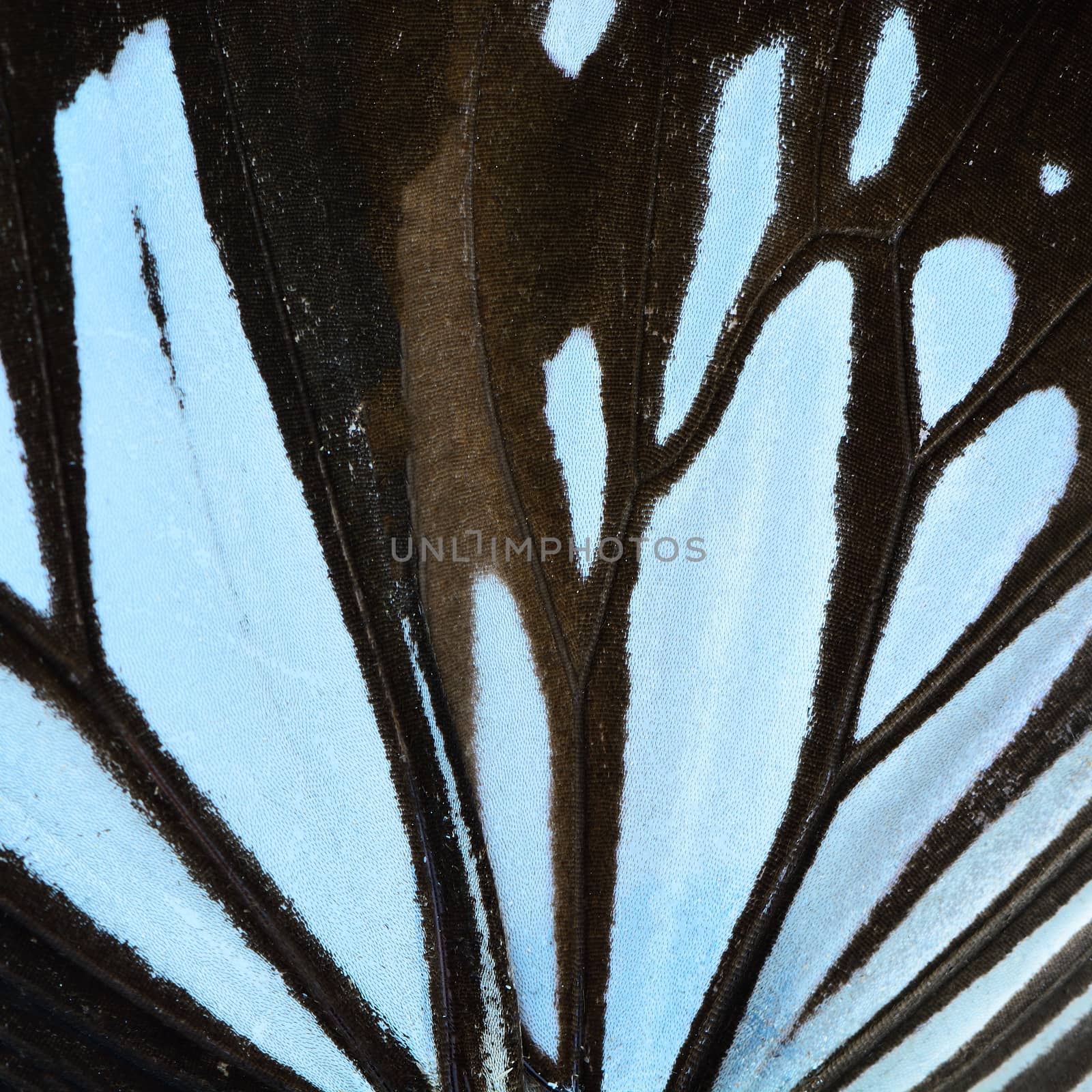 blue butterfly wing by panuruangjan