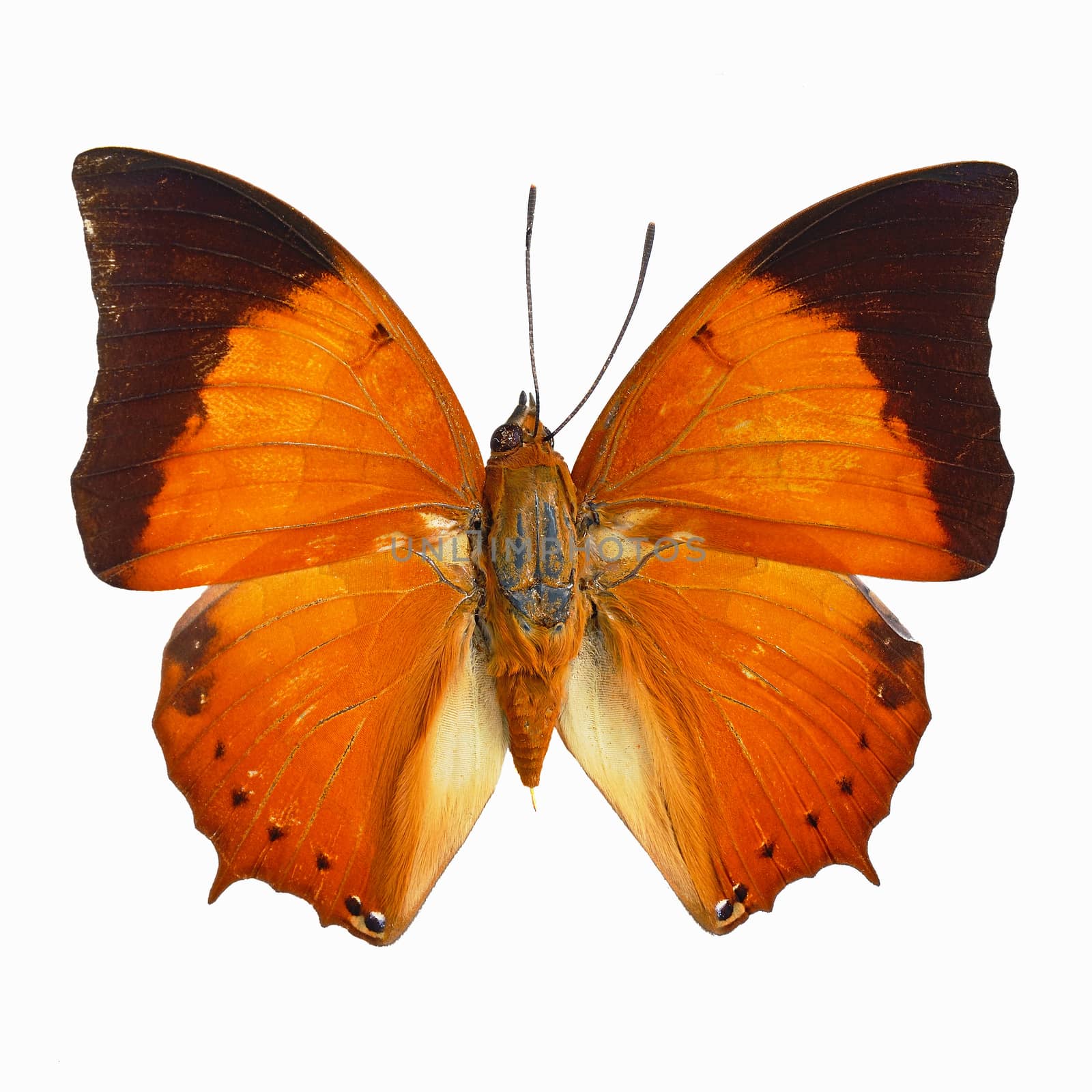 Orange butterfly, Common Tawny Rajah (Charaxes bemardus), isolated on white background