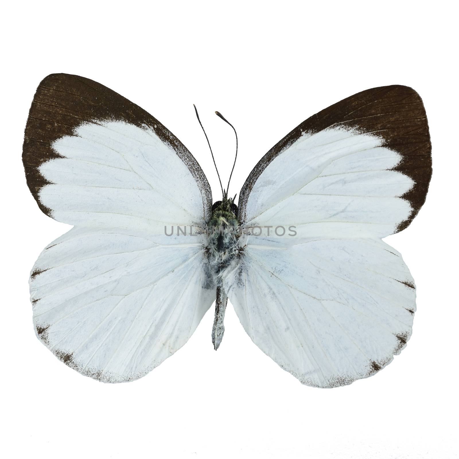 White and brown butterfly, Delias butterfly (Delias belisama), isolated on white background