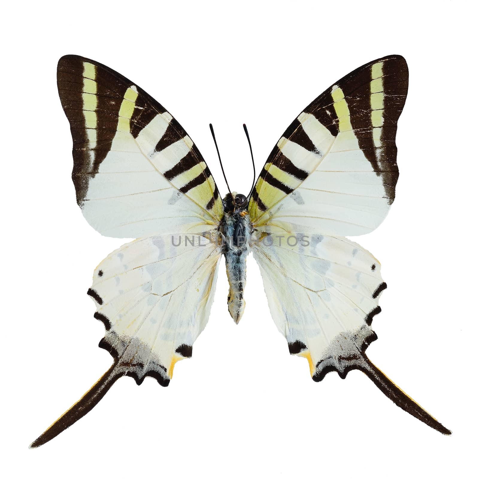 Five Bar Swordtail butterfly by panuruangjan