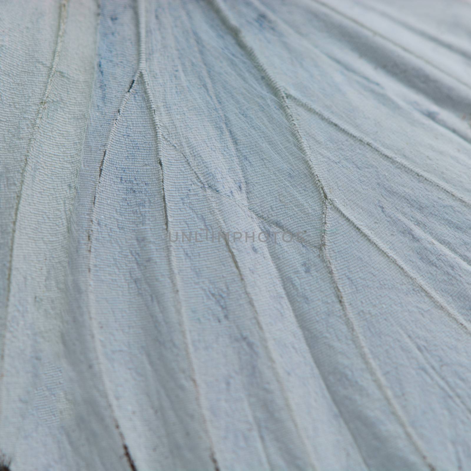 white butterfly wing by panuruangjan