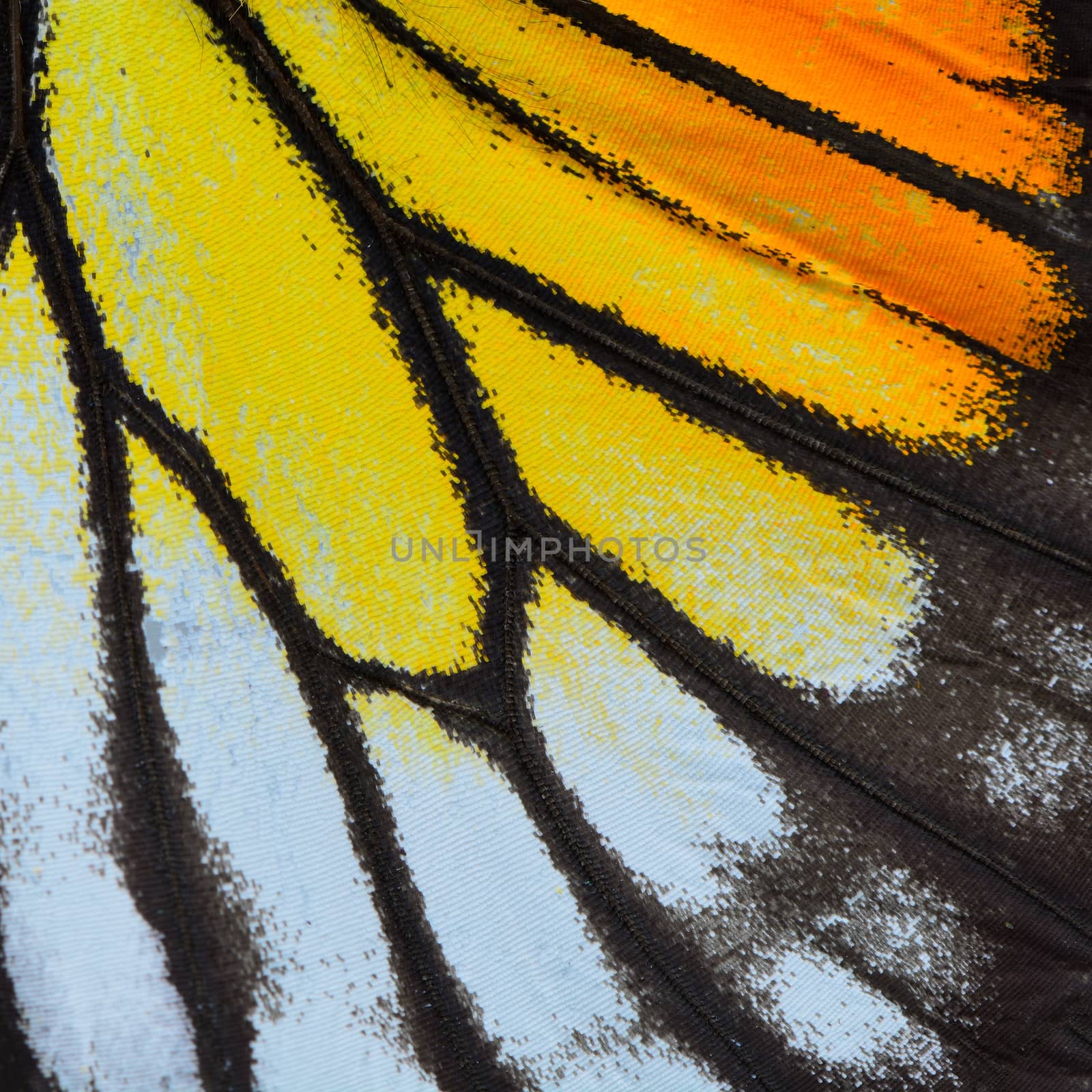 Nature texture, derived from yellow and orange butterfly wing background
