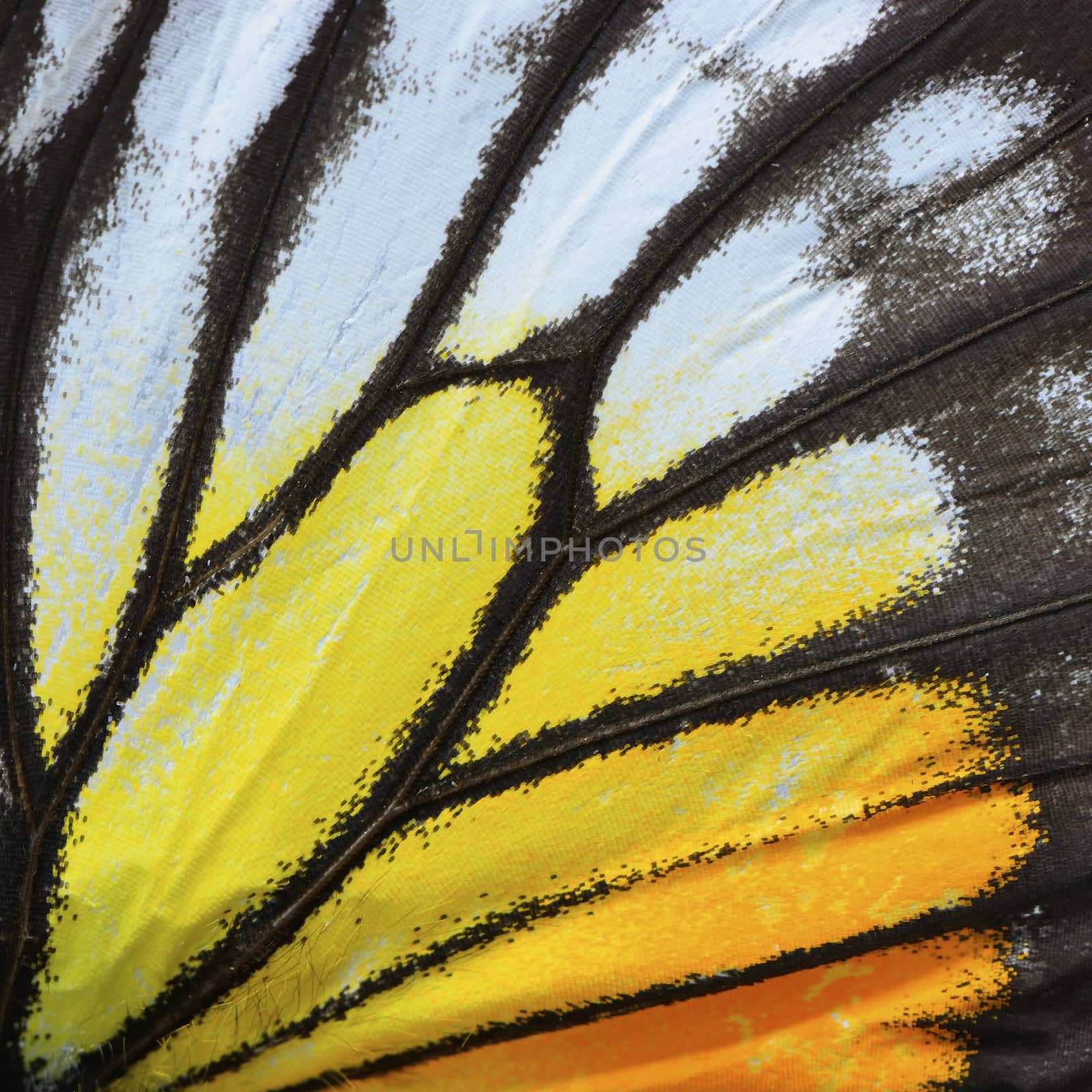 yellow and orange butterfly wing by panuruangjan