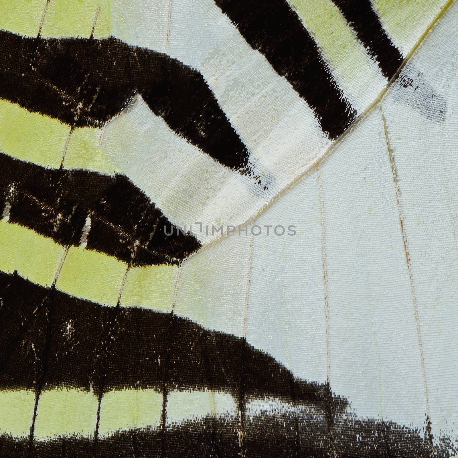 yellow butterfly wing  by panuruangjan