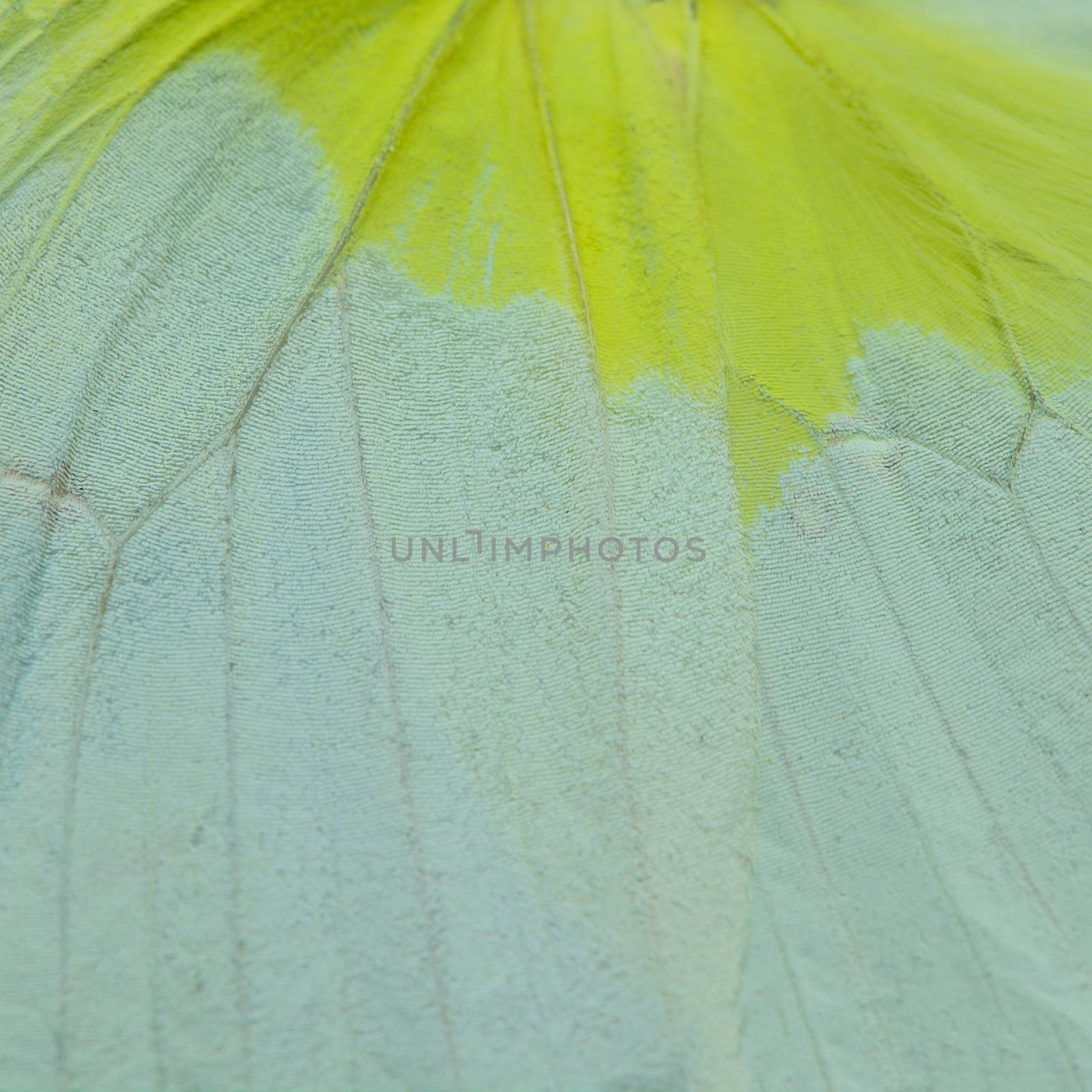 yellow butterfly wing  by panuruangjan