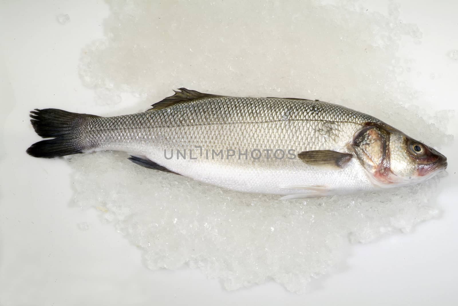 Fresh sea bass by diecidodici