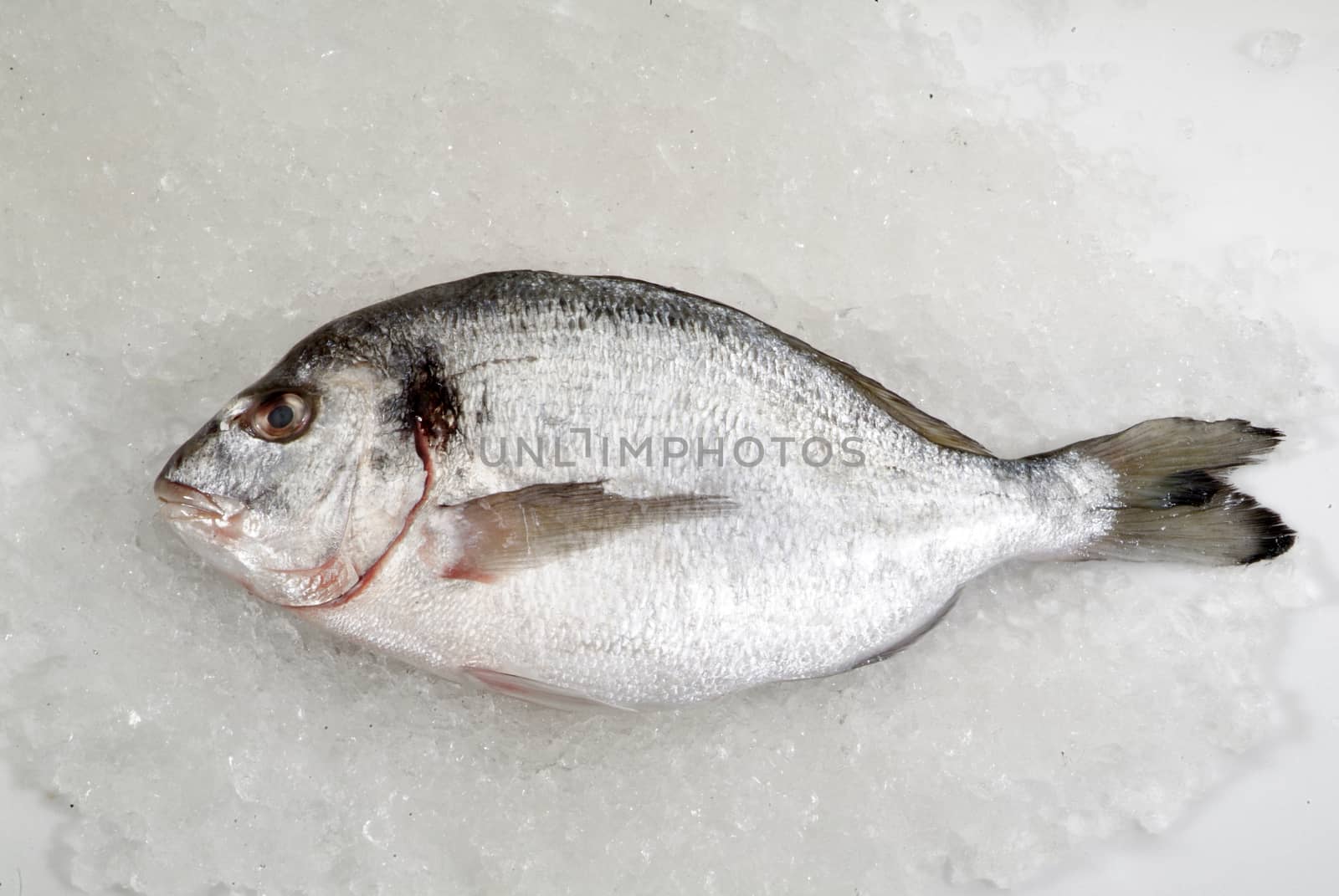 Fresh sea bream by diecidodici