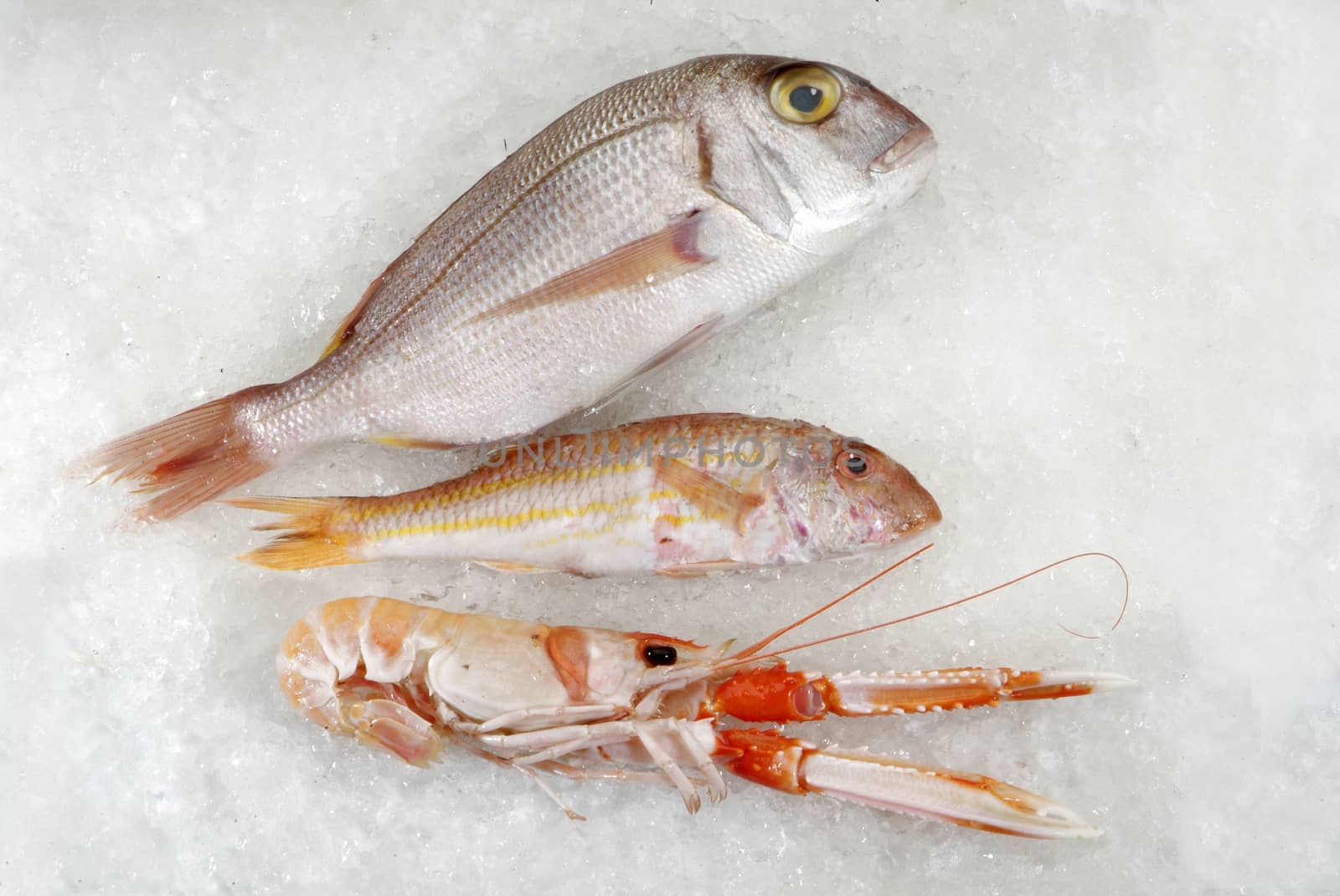 fresh fish and crostaceans on ice