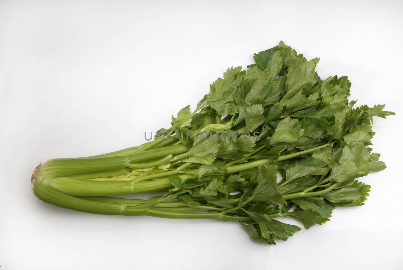 stalk of celery on white background