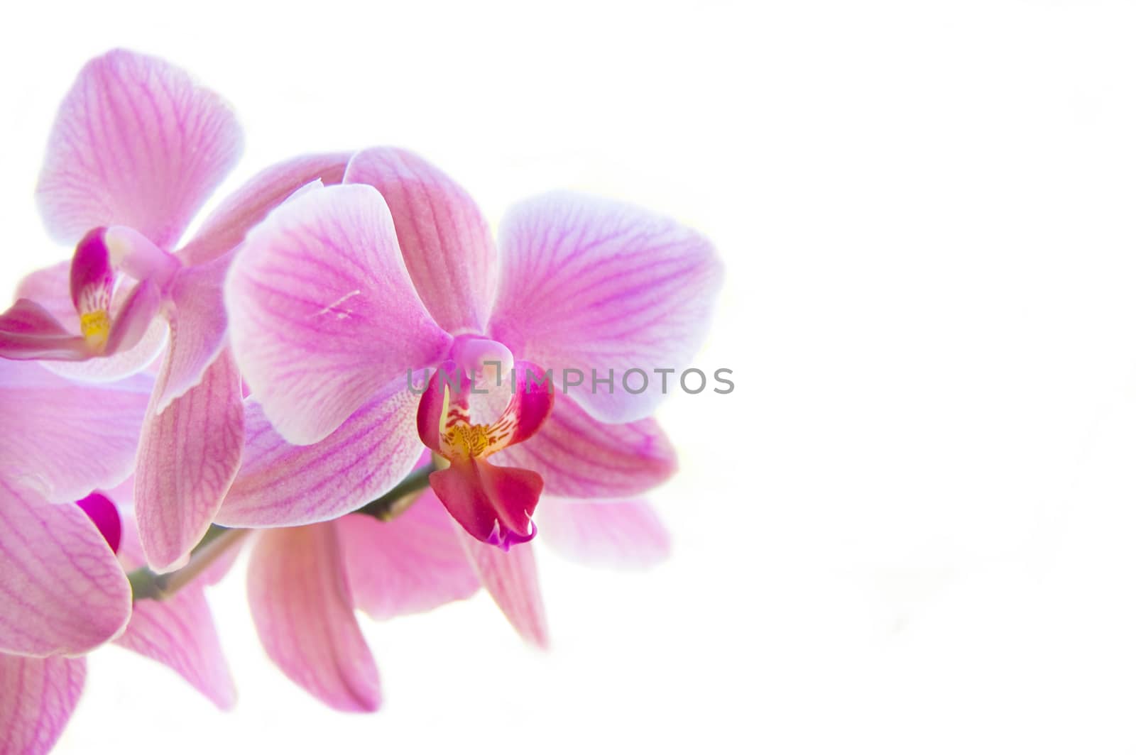 Beauty pink flower on isolated background.