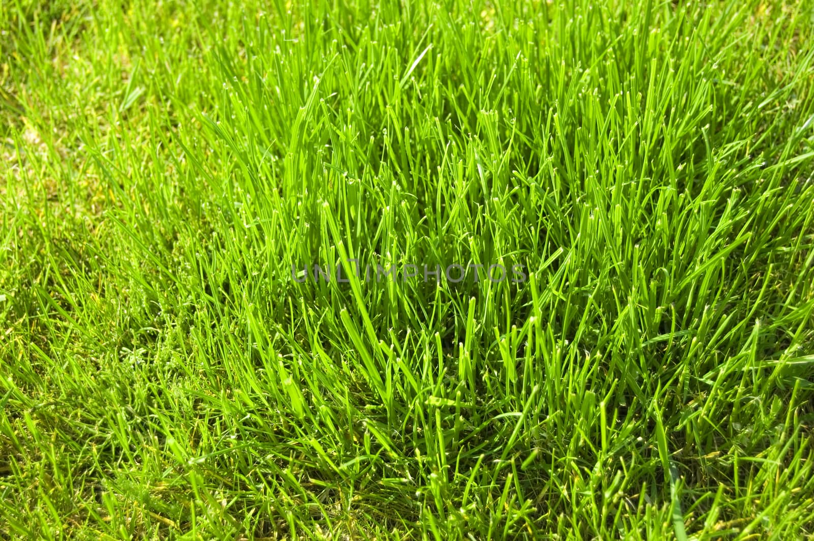 Grass conceptual image. Very green and fresh grass.