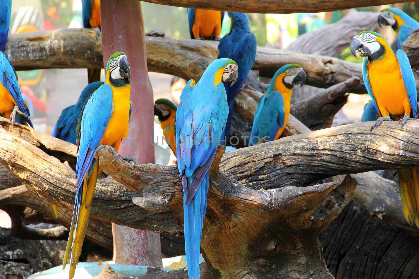 Colorful macaw sitting on the log