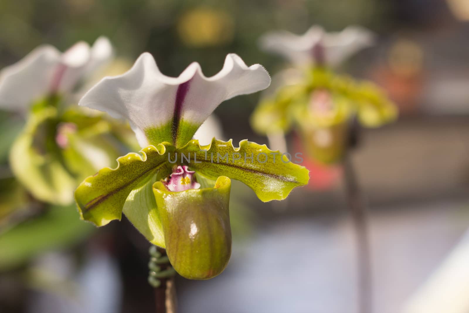 Orchid flowers, Paphiopedilum green and white color