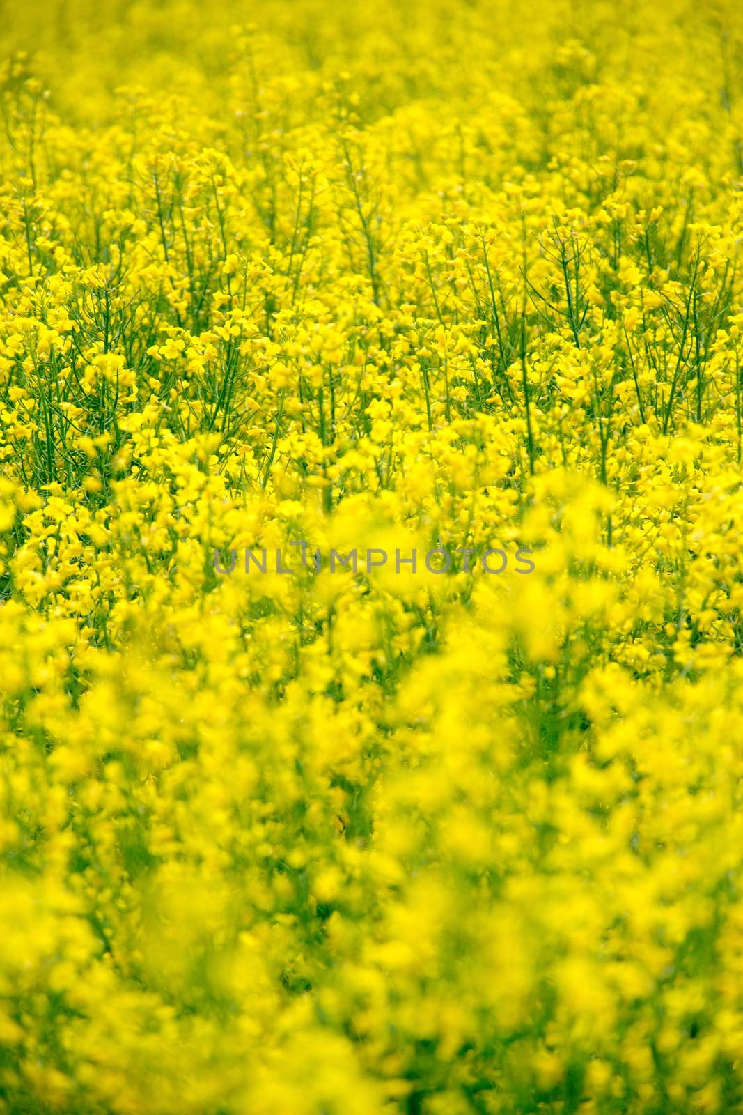 Rape flower