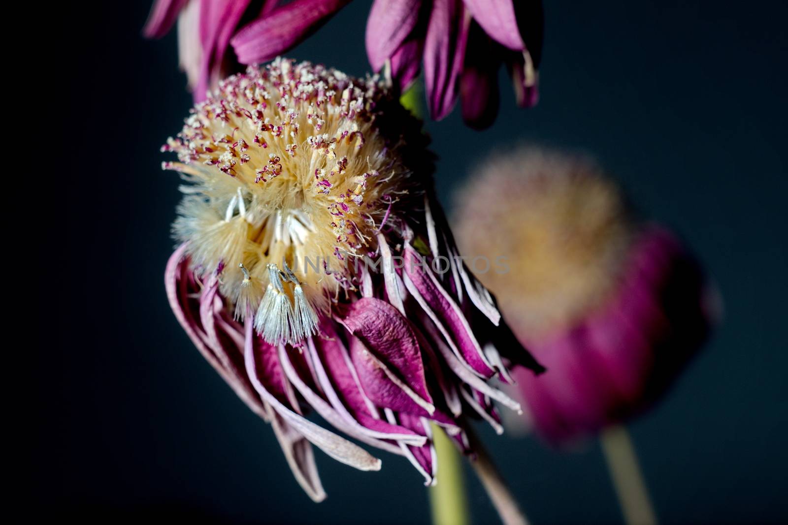 Purple withered flower by anderm