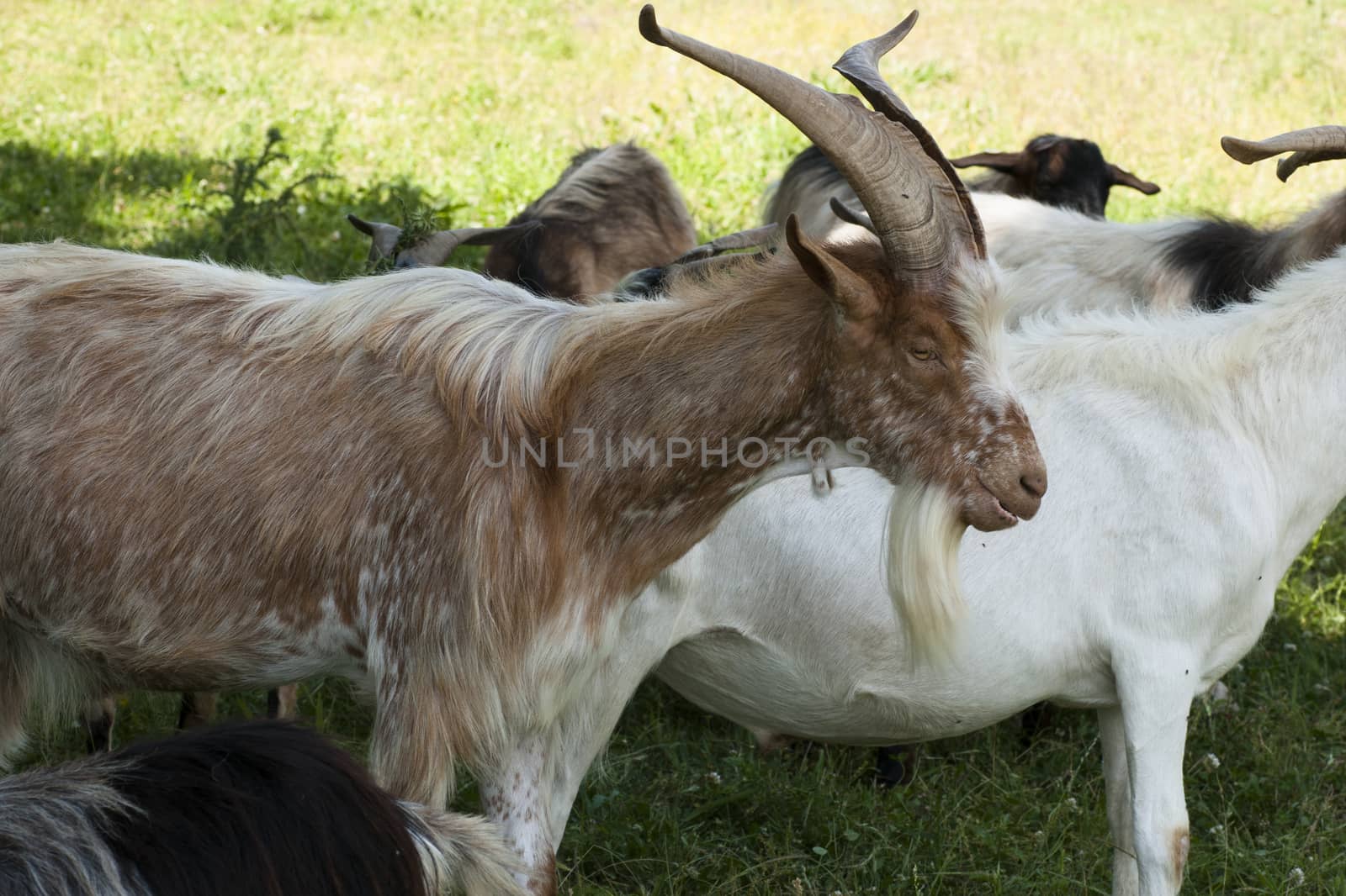 Closeup of free Goats grazing in the meadow