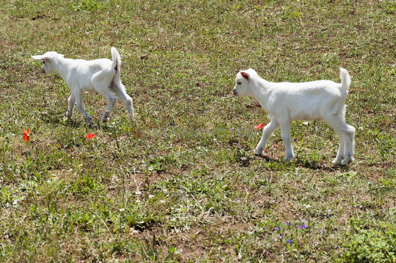 free lambs born just grazing in a summer day