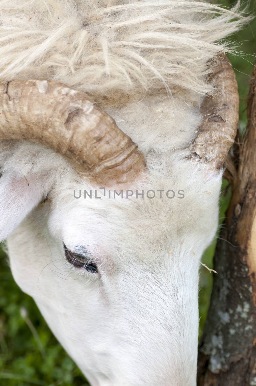ram horns while eating grass grazing