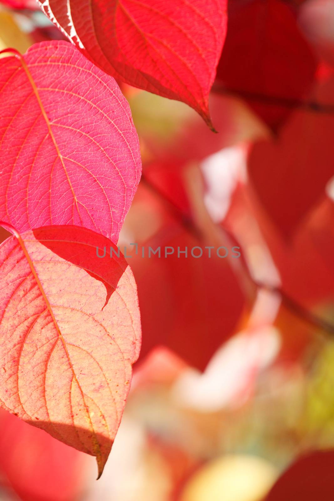 Tree branch with beautiful red autumn leaves